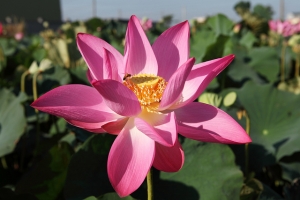觀音蓮花~第一次貼圖,請各位高手指點!