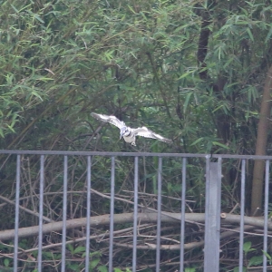 班魚狗定翼爆水