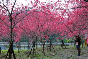 宜蘭台七線櫻花