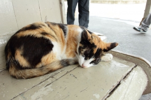 2012.0519~0520 南投2日遊
