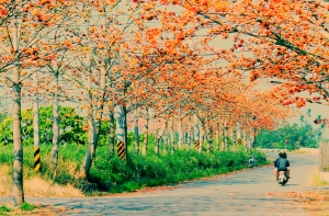 白河，木棉花之美