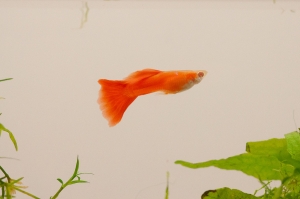 孔雀魚～