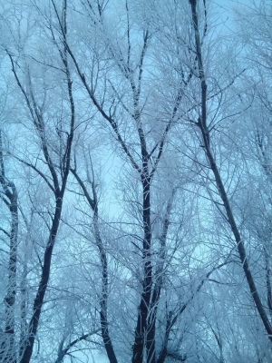 首次於霜雪中拍景~~霧淞