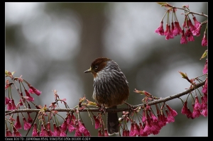 EF 400mm F5.6-紋翼畫眉