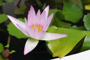 短暫的芬芳