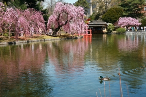 布魯克林植物園之櫻花祭...