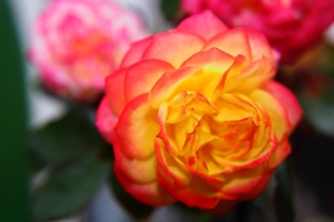 花朵小微距 by 攝工