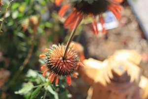 花草雜雜拍