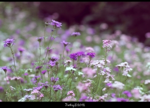 小清新+小风景。。。。小透明上片求砖~~