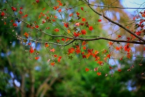 2013 花花草草