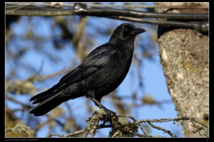 EF 400mm F5.6 烏鴉 鳥15