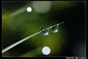 阿里山的水滴