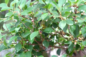 綠繡眼加不知名的黑鳥!