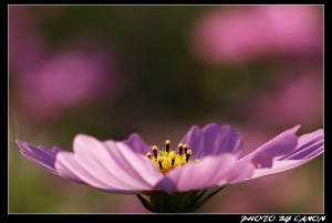 花草集2