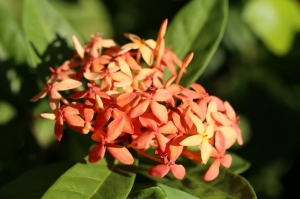 新手第一次獻圖, 多多指教=D