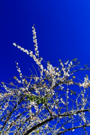 菜鳥第六帖-梅花三弄