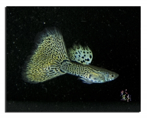 工作室的孔雀魚~請大家欣賞指教