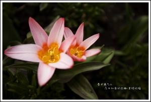 春が来た之八(莎士比亞的故鄉一張流)