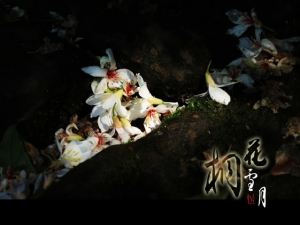 -桐花雪月-