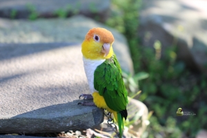 11月30日 天氣晴 大安森林公園溜鳥
