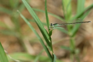 亞東細蟌 Ischnura asiatica (Brauer, 1868)
