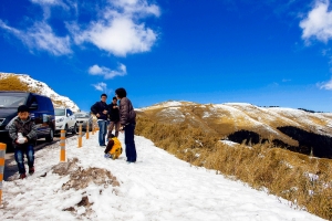 清境 櫻之旅．武嶺 雪之旅 ．2014