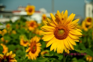 2013花田喜事 橋頭風情(花海篇)