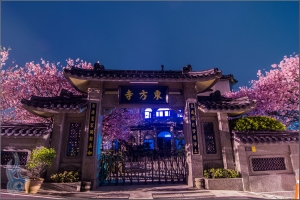 東方寺．夜櫻