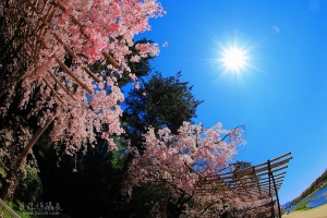 『日本賞櫻╳光芒垂櫻』ＶＳ『立山雪峽谷╳上高地』