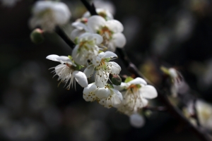 嘉義梅山公園