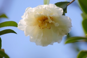 花草隨拍