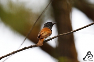 紫綬帶<雌>菜鳥首發帖,請多指教....