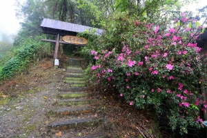 20160320 瑞太古道 - 雨中山林 (圖多)