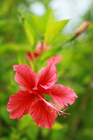 台江大道上的扶桑花~