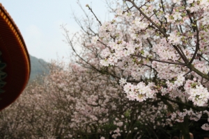 2010.03.06淡水天元宮賞櫻遊記