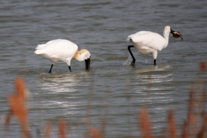 濕地拍羽〔Ⅲ〕— 黑面琵鷺捕魚秀