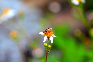 蜜蜂採花密