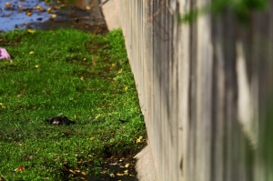 南星好恐怖part3~~神樣！我知道祢的旨意了！