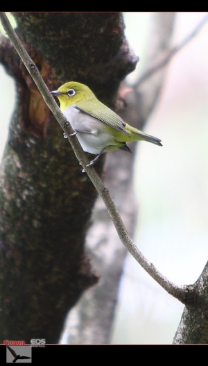 鳥