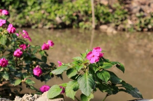 花花世界