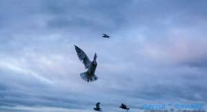 跨年夜的西雅圖