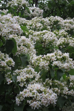 龍潭 石門 賞桐花半日遊