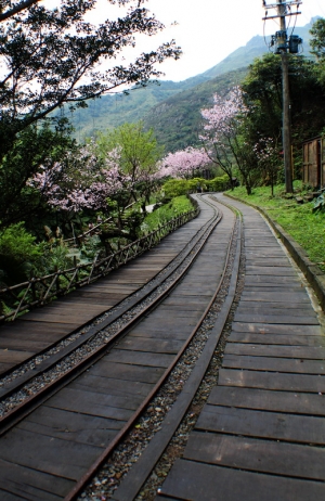 黃金博物館櫻花道