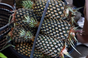 玉井-芒果之鄉  _  jyp.