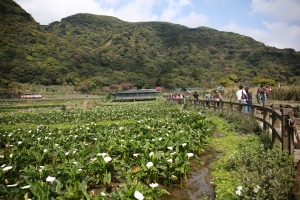 陽明山竹子湖遊