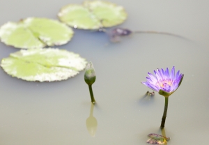 白河蓮花  _ jyp.
