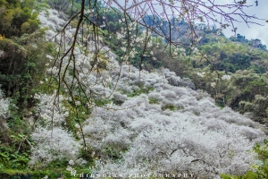 2015我走過的風景 [12P]