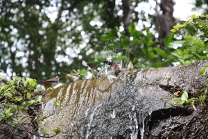 偷拍紅耳鵯及白頭鵯洗澡及戲水~~~~