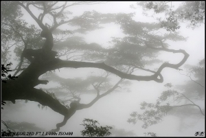 ～迷霧森林～