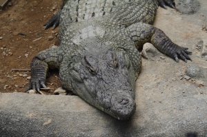 新竹動物園一遊
